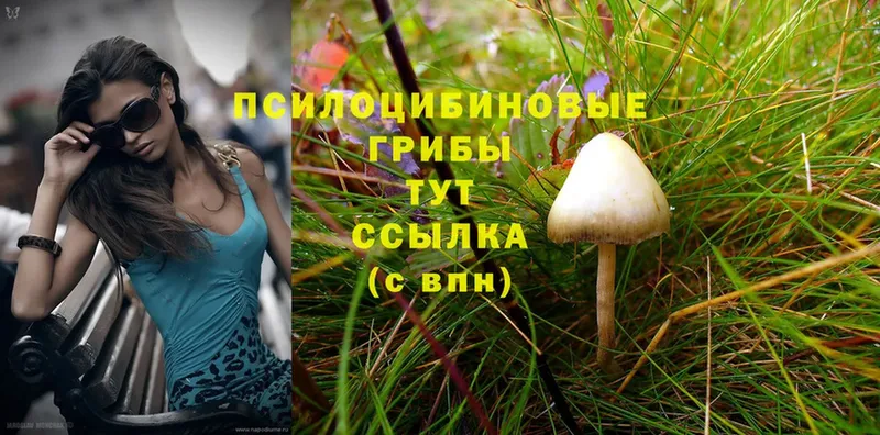 Псилоцибиновые грибы Cubensis  Североморск 